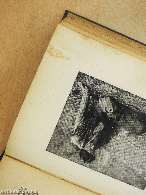 A rengeteg zarándokai