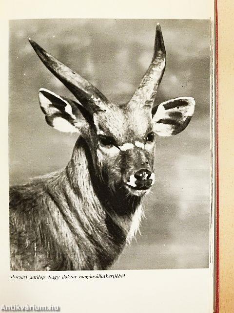 Egy év Tanganyikában