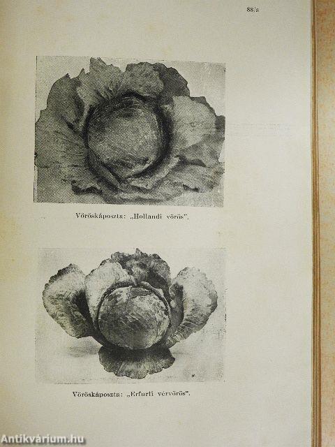 A konyhakerti termények okszerű termesztése