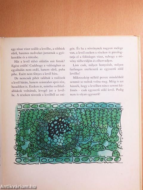 Miért van levél a fákon?