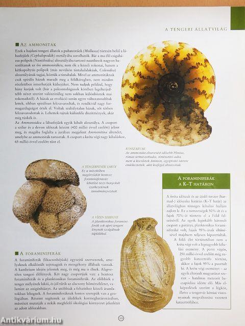 Dinoszauruszok 2008/4.