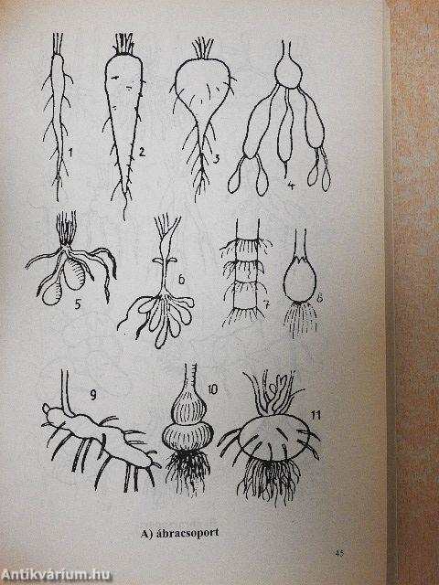 Gyógynövények gyógyhatásai