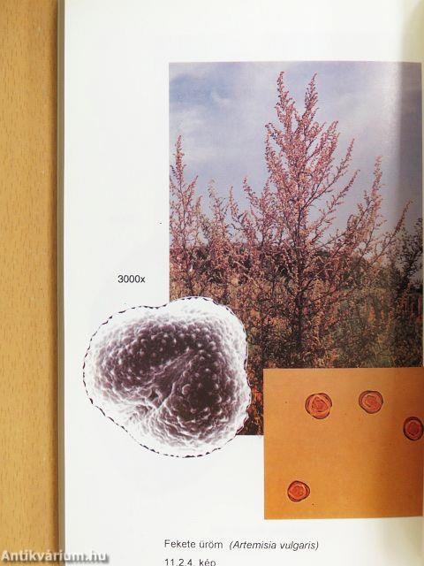 A légúti betegségekről