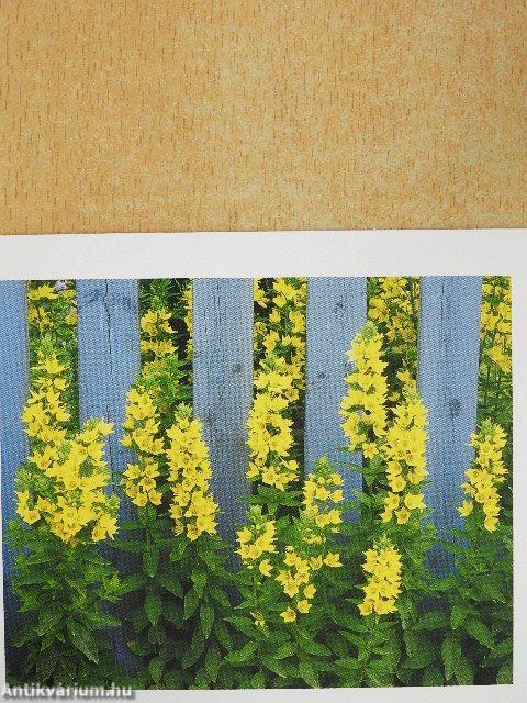 Durch die Freundschaft verbunden