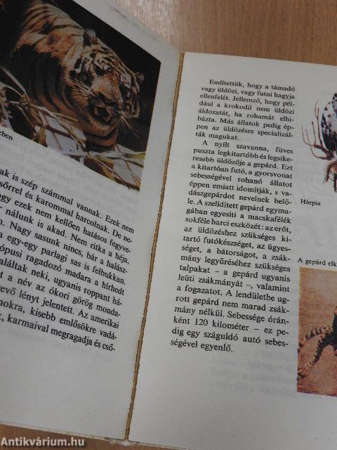 Kisdobosok évkönyve 1981