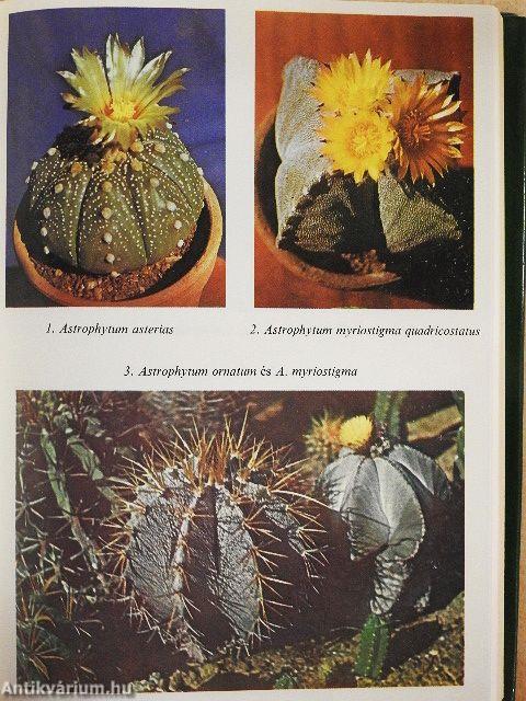 Kedvelt kaktuszok, pozsgások