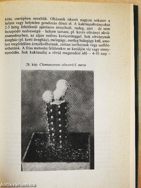 Kedvelt kaktuszok, pozsgások