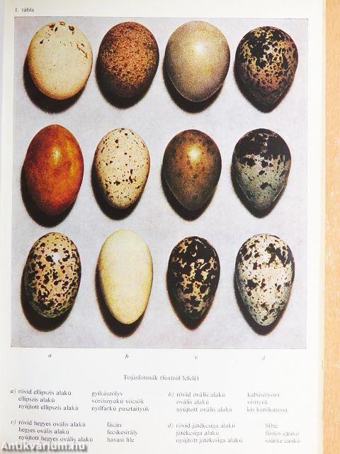 Ahány madár - annyi tojás