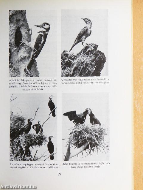 Ahány madár - annyi tojás