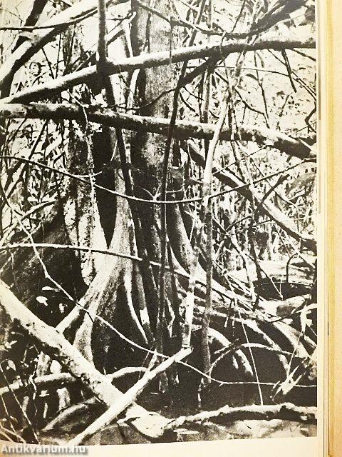 Lányok Évkönyve 1967