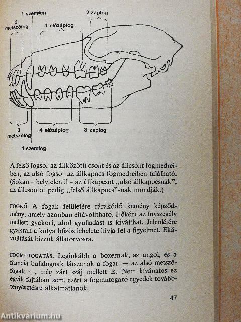 A kutyatartás ábécéje 