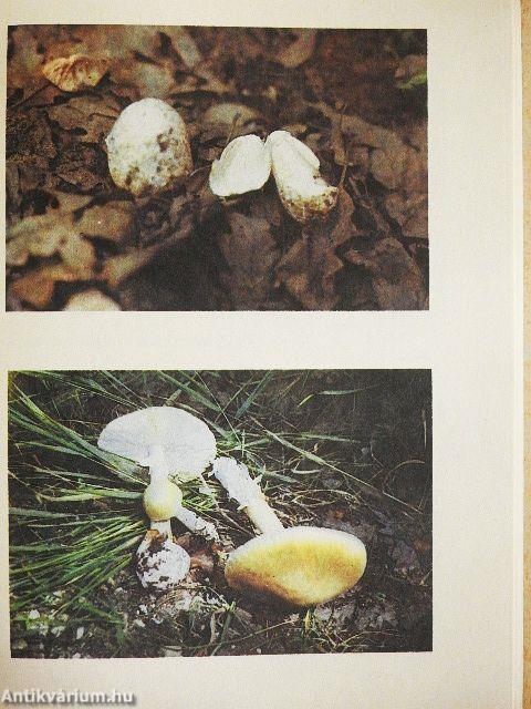 Amit a gombákról tudni kell