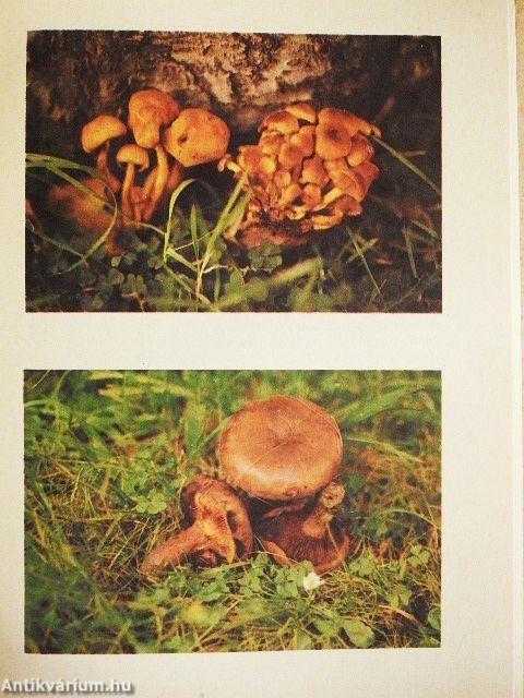 Amit a gombákról tudni kell