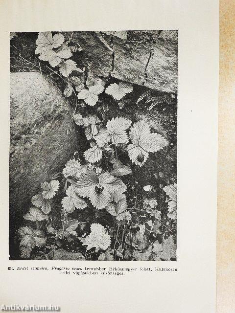 Magyar gyógynövények I. (töredék)