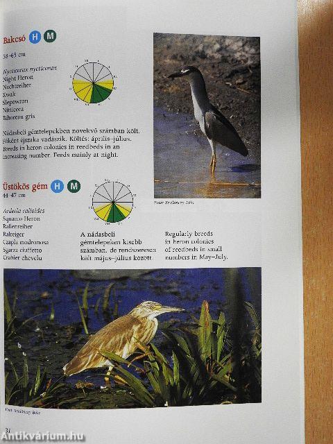 A Hortobágy madárvilága