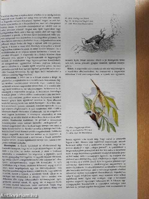 A Hortobágy madárvilága