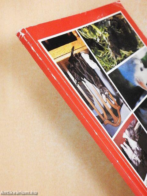 Gondoskodás a macskáról