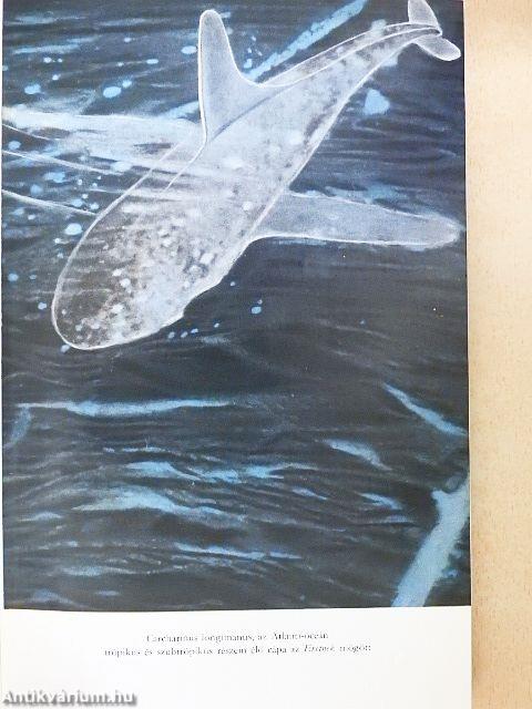 Önkéntes hajótörött