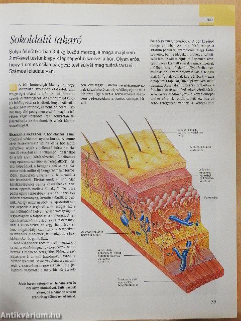 A csodálatos emberi test