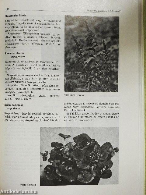 Évelő dísznövények termesztése