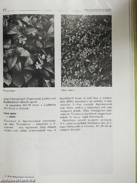 Évelő dísznövények termesztése