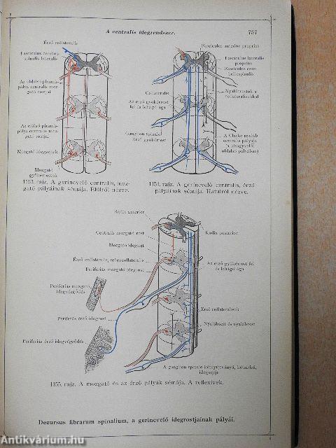 Toldt - A tetembontás atlasza VI.