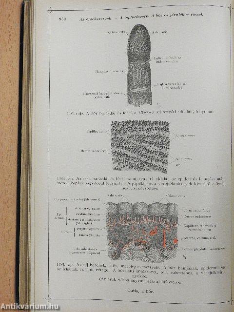 Toldt - A tetembontás atlasza VI.
