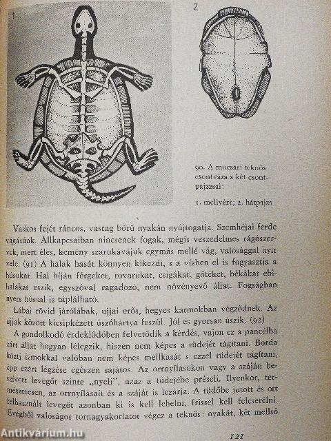 Vízben, földön, levegőben