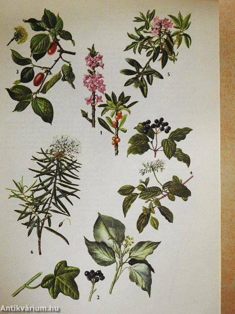 A természet képekben