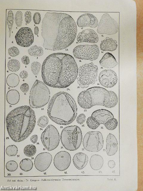 A Szeged-öthalmi mammut- és szénlelet pollenanalitikai vizsgálata