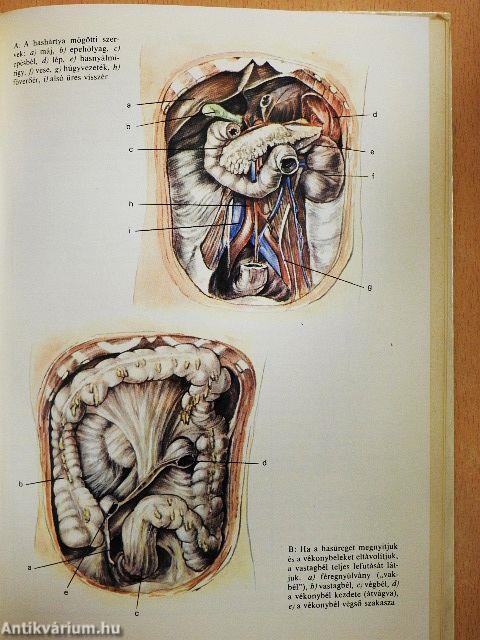 A csodálatos emberi test