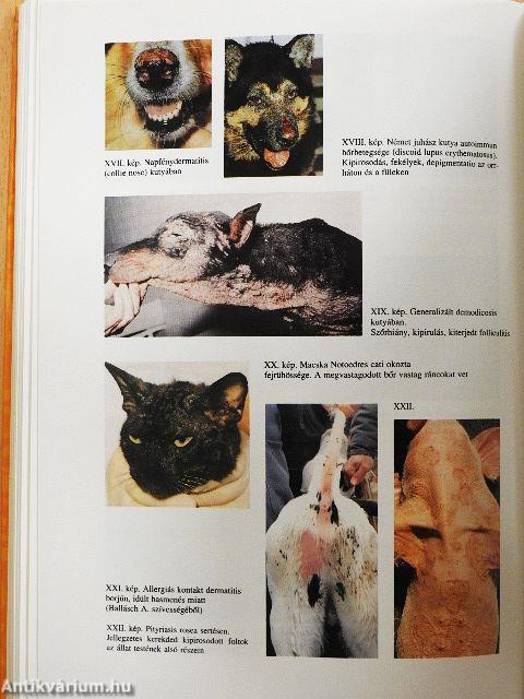 Állatorvosi belgyógyászat