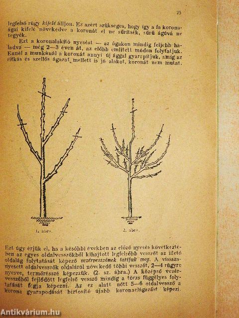 Gyümölcstermesztés és gyümölcsfavédelem