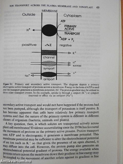 Solute Transport in Plants