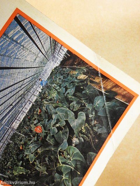 Cserepes dísznövények termesztése