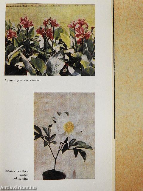 Gumós és gyöktörzses kerti virágok