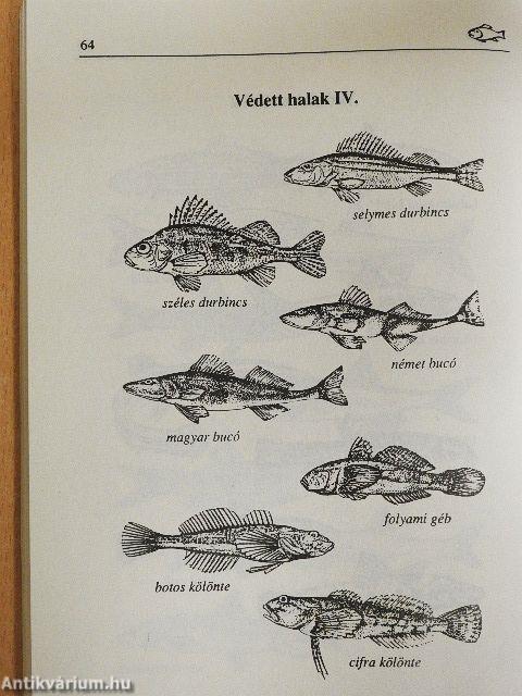 Horgászvizsga