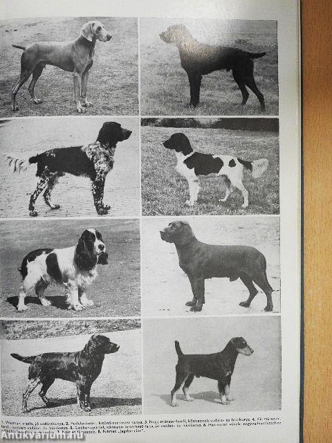 400 tanács kutyakedvelőknek