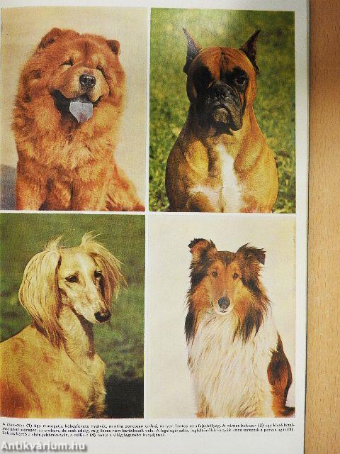 400 tanács kutyakedvelőknek