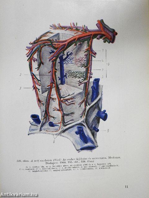 Élettan, kórélettan