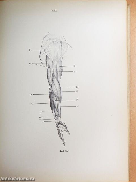 Művészeti anatómia