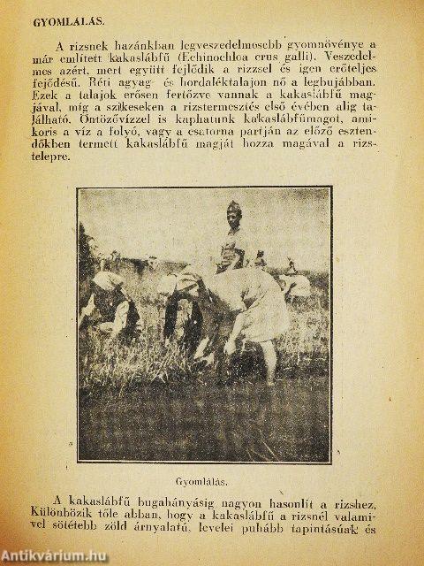 Rizstermesztési útmutató