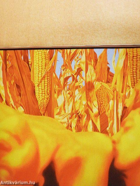 Ef Zámbó István és az Új Csoport kiállítása