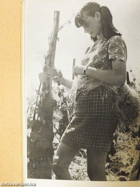 Szőlő a házikertben