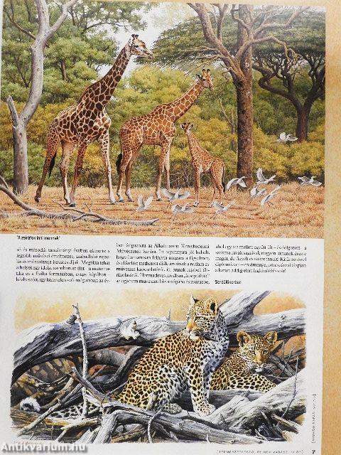 Nimród Safari 2017/3.