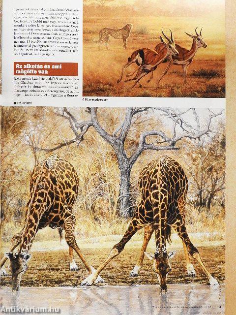 Nimród Safari 2017/3.