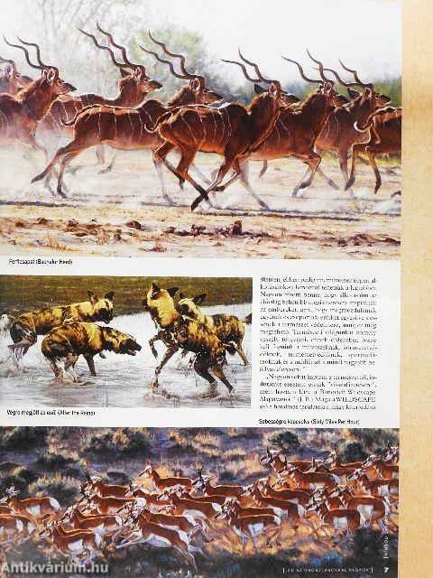 Nimród Safari 2017/2.