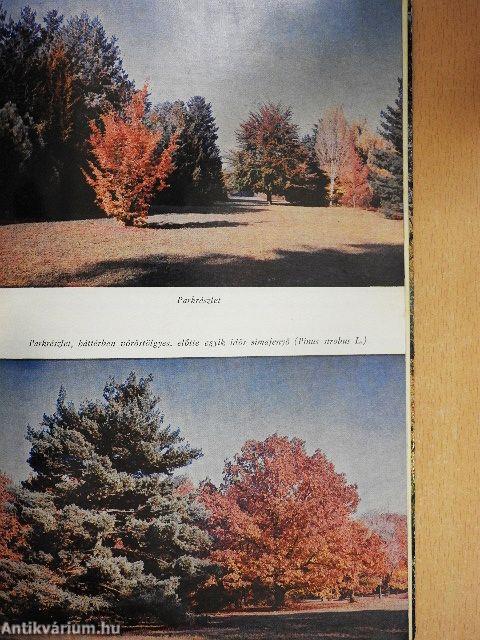 A szarvasi arborétum