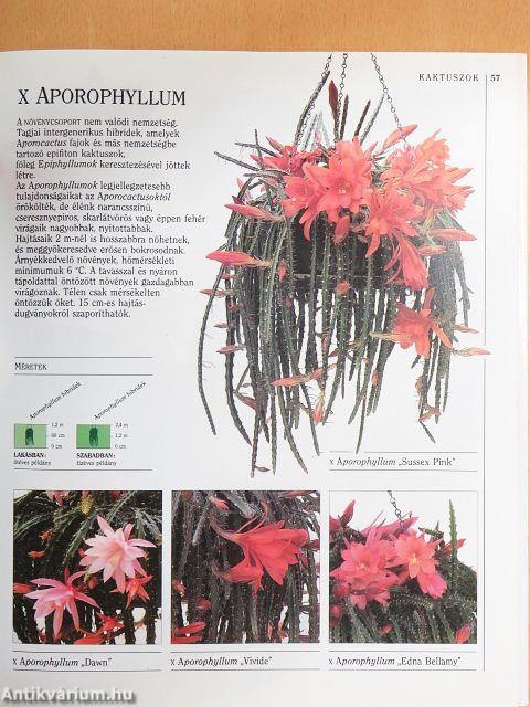 Kaktuszok és pozsgások