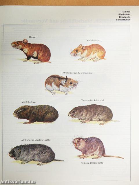 Das grosse Weltreich der Tiere